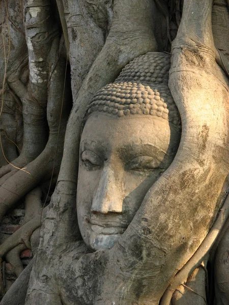 Antigua cabeza de buda tailandesa — Foto de Stock