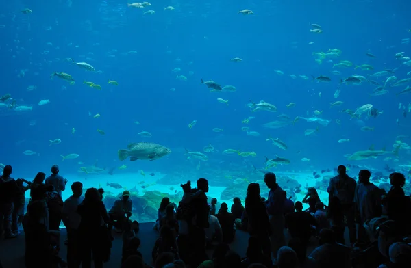 Georgia aquarium eten Hof — Stockfoto