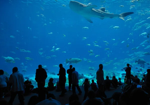 Georgia aquarium eten Hof — Stockfoto