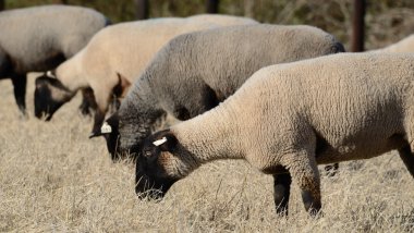 Suffolk Sheep clipart