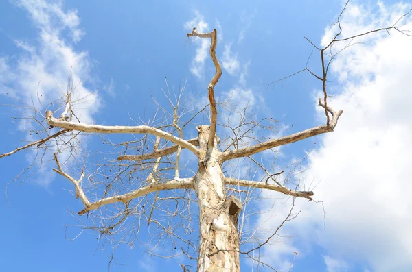 stock image Barren Tree