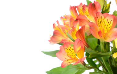 alstroemeria çiçek