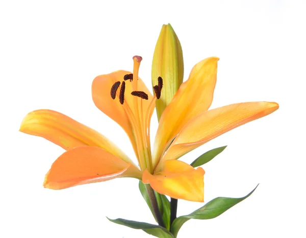 Tiger Lilly — Stock Photo, Image