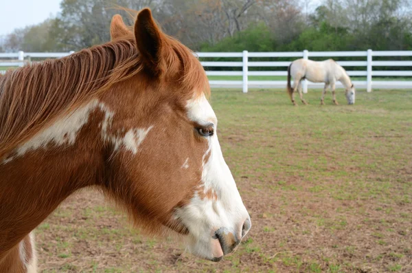 Американский конь Пэйнт — стоковое фото