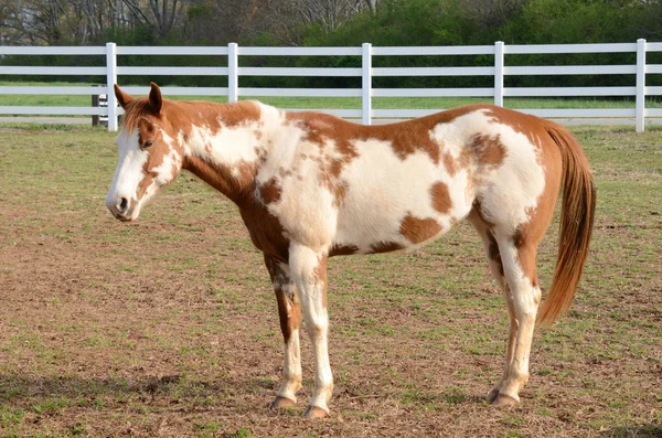 アメリカのペンキの馬 — ストック写真