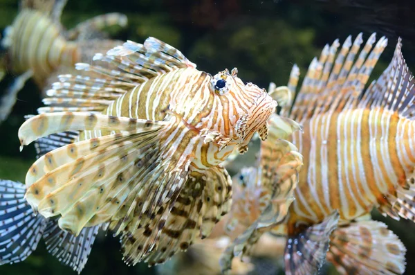 Kırmızı lionfish — Stok fotoğraf