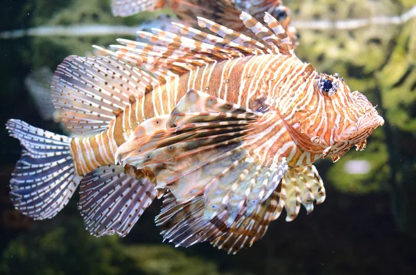 Lionfish vörös — Stock Fotó