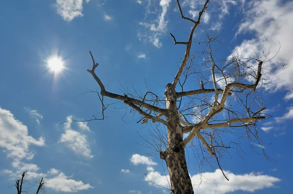 stock image Barren Tree