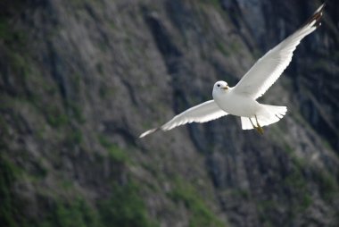 A seagull in flight. clipart