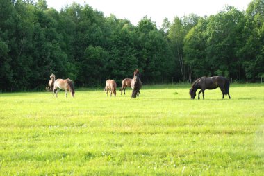 Horses in pasture clipart