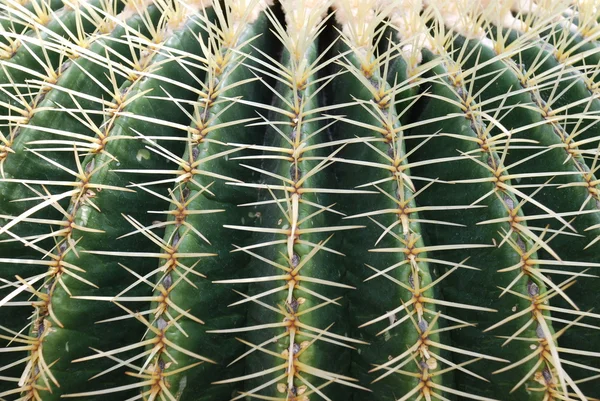 Cactus primer plano — Foto de Stock