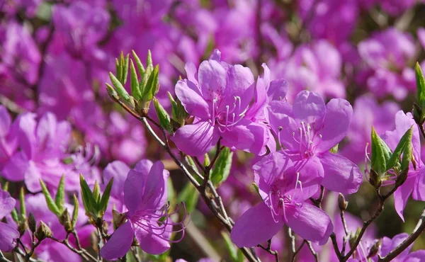 Рододендрон пурпурный — стоковое фото