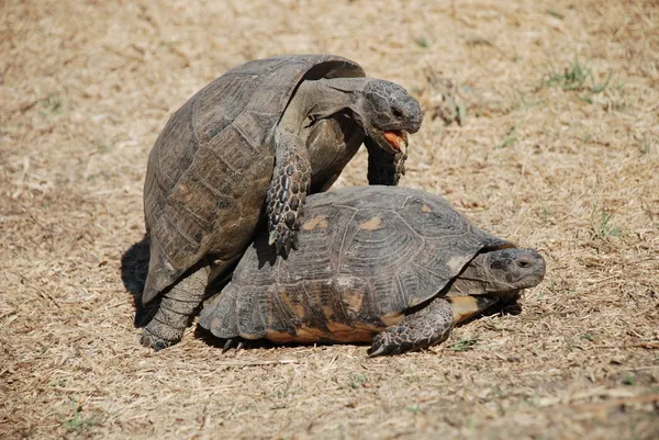 Turtles having sex — Stock Photo, Image