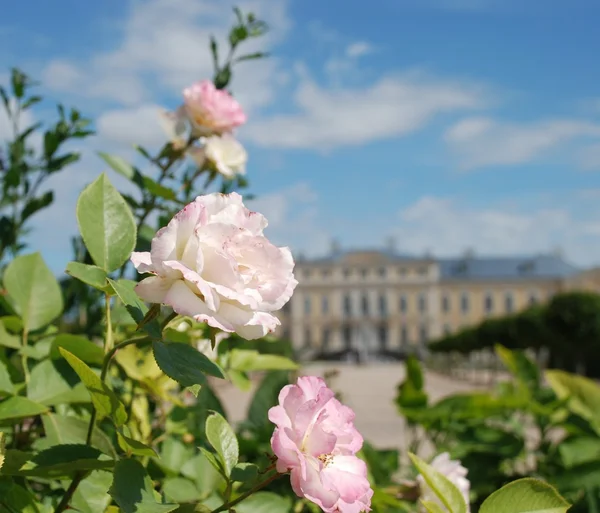Belas rosas e barroco - Palácio de estilo rococó no fundo — Fotografia de Stock