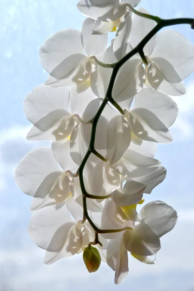 Orquídea blanca perfecta —  Fotos de Stock