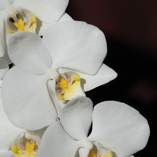 Perfekt vit orkidé — Stockfoto