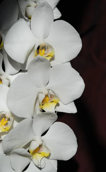 Perfekte weiße Orchidee — Stockfoto