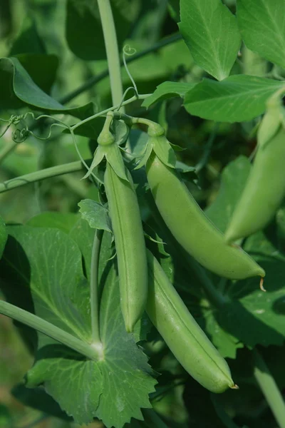 Stock image Peas growing in a garden, Peas pods