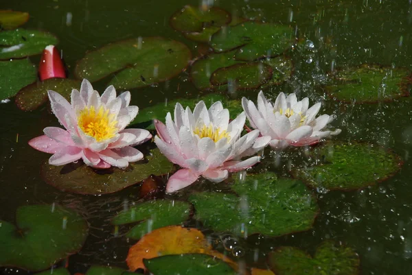 Beautiful water lilly in rain — стоковое фото