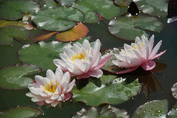 Piękne lilly wody po deszczu — Zdjęcie stockowe