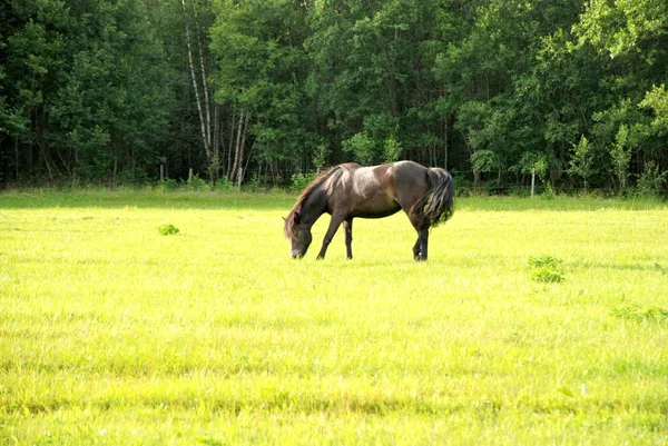 Koń na pastwisku — Zdjęcie stockowe
