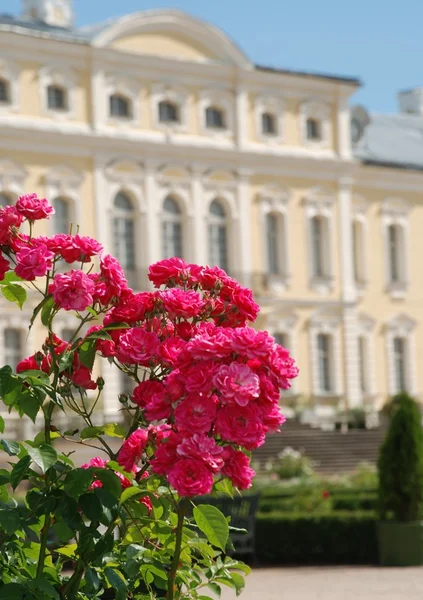 Hermosas rosas y barroco - Palacio de estilo rococó en el fondo —  Fotos de Stock