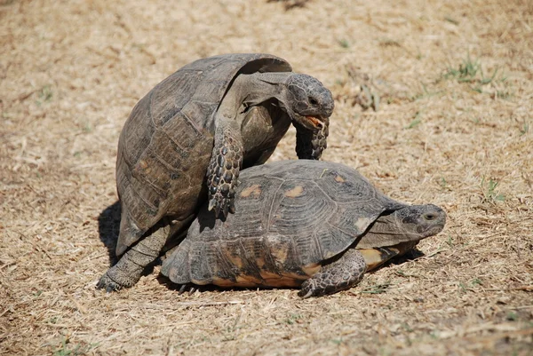 Schildkrötenpaar beim Liebesakt im Zentrum von Athen, Griechenland — Stockfoto