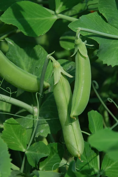ガーデンでは、エンドウ豆ポッド成長のエンドウ豆 — ストック写真
