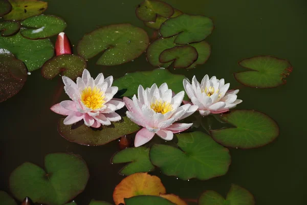 Mooie water lilly na regen — Stockfoto