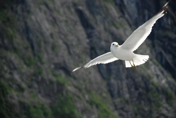 Uma gaivota em voo. — Fotografia de Stock