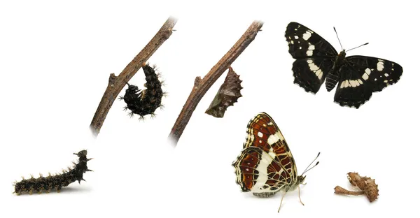 De metamorfose van de vlinder kaart (Araschnia levana) — Stockfoto