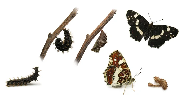 De metamorfose van de vlinder kaart (Araschnia levana) Rechtenvrije Stockafbeeldingen