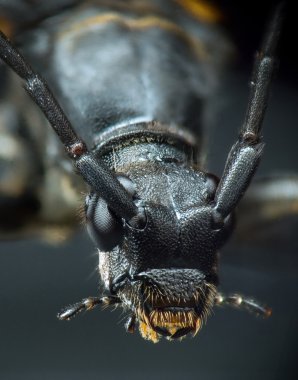 Longhorn böceği