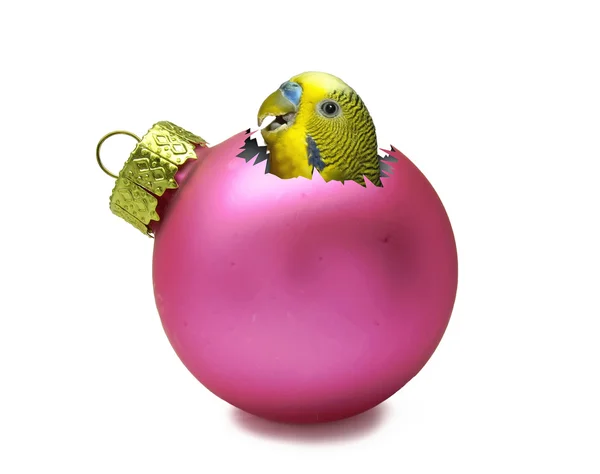 Roze Kerstmis bal met papegaai binnen Stockfoto