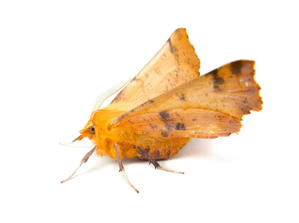 Ennomos autumnaria vlinder — Stockfoto
