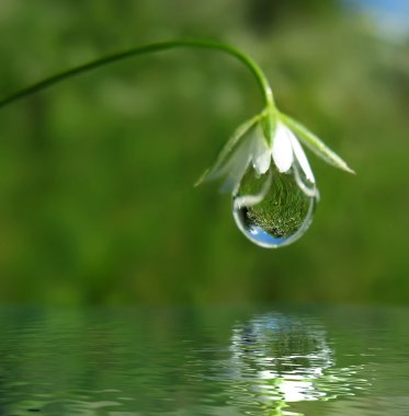 Droplet on flower clipart