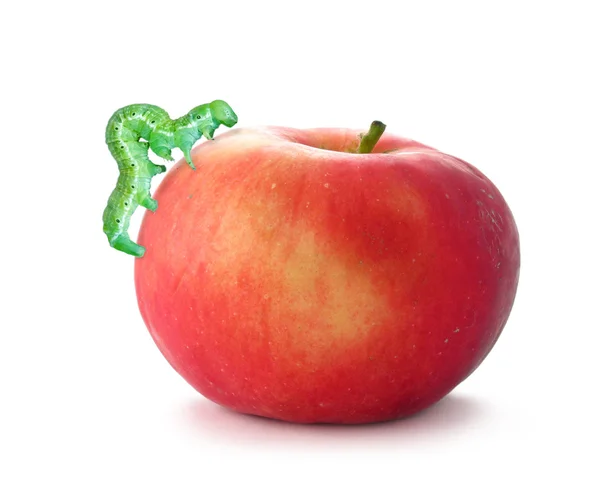 Красное яблоко с гусеницей — стоковое фото