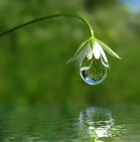 Droplet on flower — Stock Photo, Image