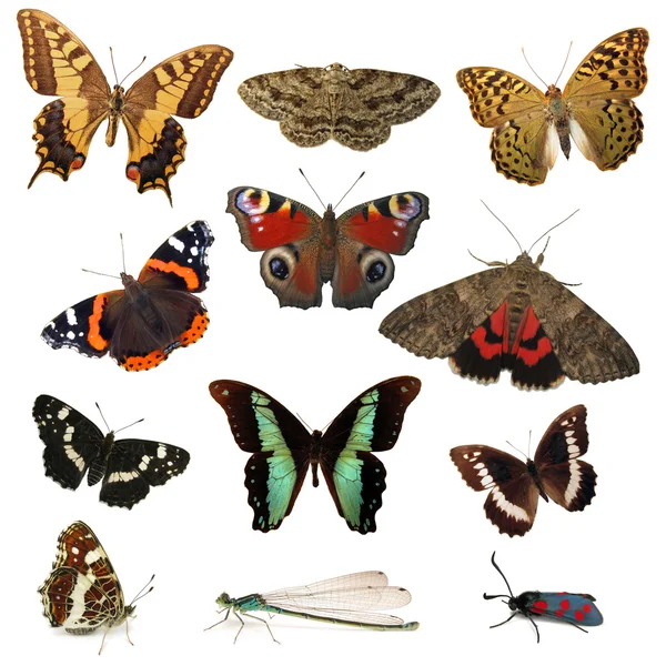Motýli izolovaných na bílém — Stock fotografie