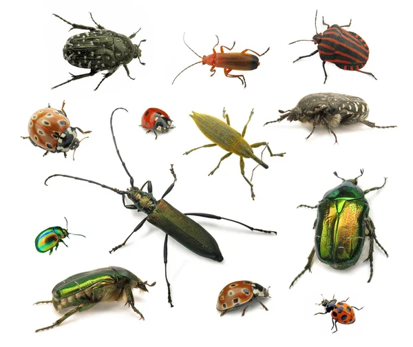 Escarabajos aislados en blanco —  Fotos de Stock