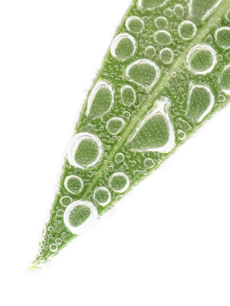 Onderwater Leaf op witte achtergrond Rechtenvrije Stockfoto's