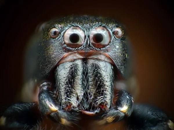 Örümcek closeup atlama Stok Fotoğraf