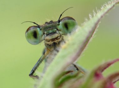 Blue damselfly clipart