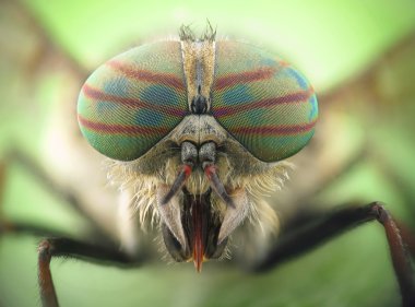 Hybomitra horse fly head closeup clipart