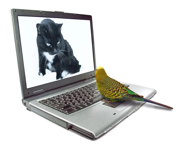 stock image Parrot with laptop with cat on monitor. Animals chatting on internet