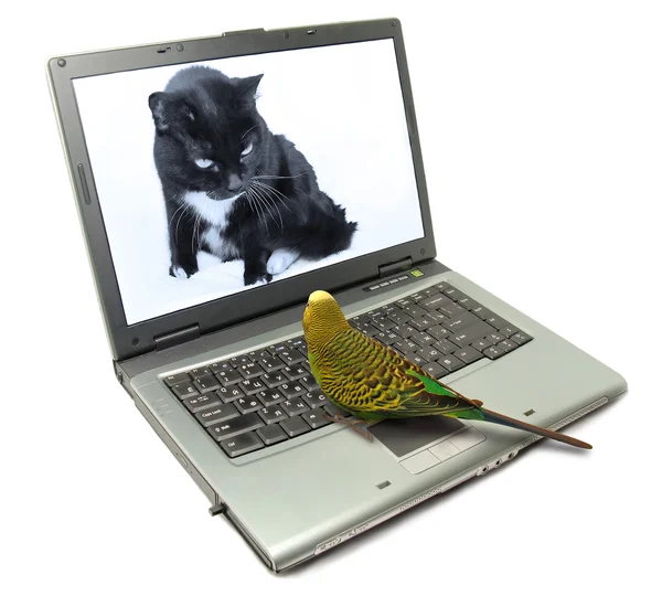 Papagáj a macska-on idegen rádióadást figyel laptop. állatok csevegés interneten — Stock Fotó
