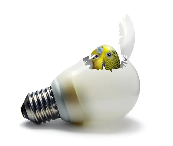 stock image Fluorescent lamp with parrot inside