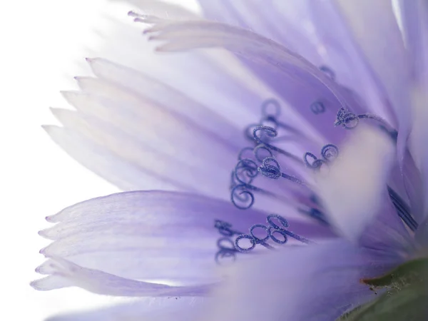 Bunga Chicory closeup — Stok Foto