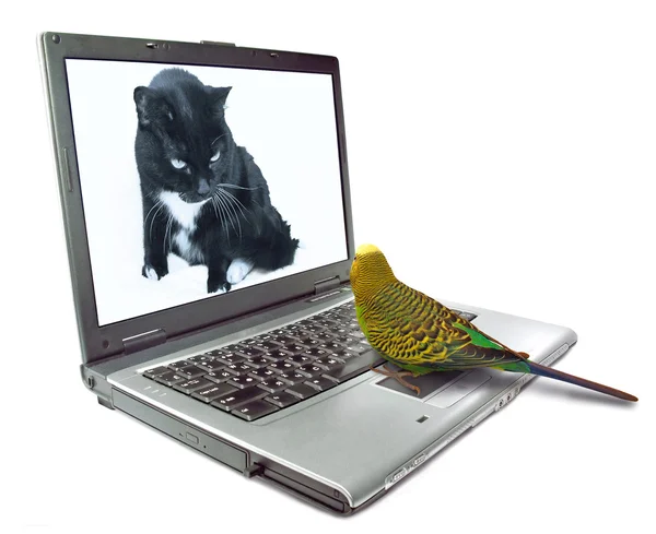 Papegaai met laptop met kat op monitor. dieren chatten op internet Stockafbeelding