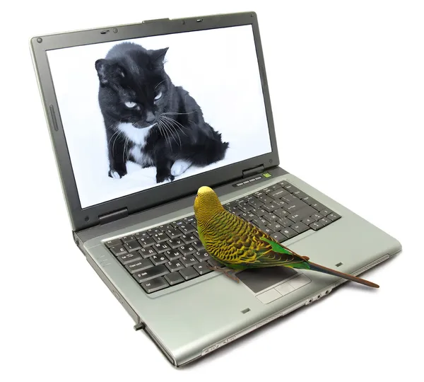 Papegaai met laptop met kat op monitor. dieren chatten op internet Stockfoto